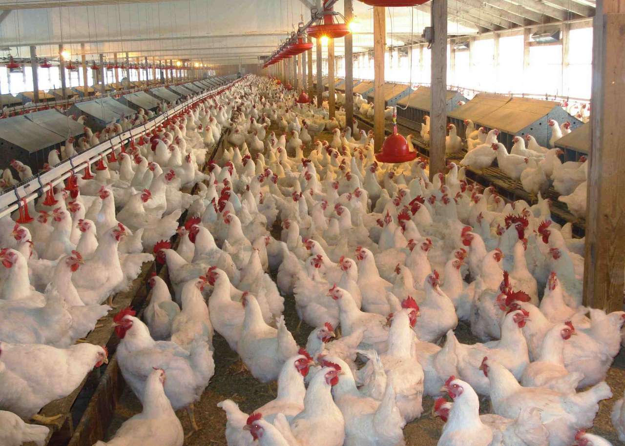 Import of chicken into Georgia down