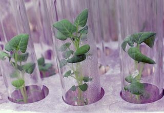 US gives Uzbekistan lab for growing virus resistant plants