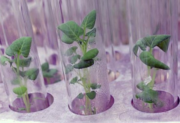 US gives Uzbekistan lab for growing virus resistant plants