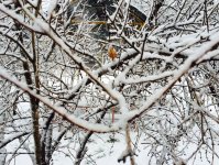 Снегопад накрыл Баку белым одеялом (ФОТОСЕССИЯ)