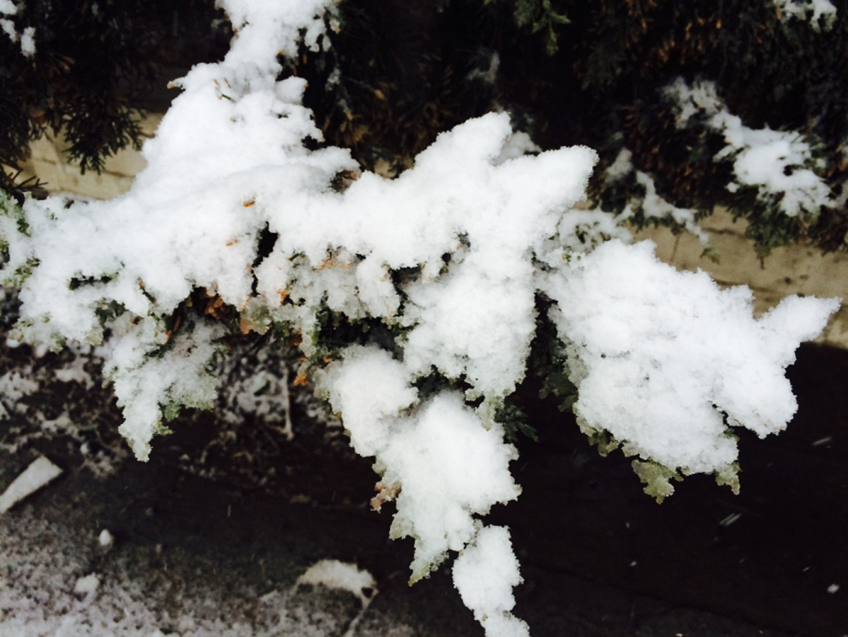 Снегопад накрыл Баку белым одеялом (ФОТОСЕССИЯ)