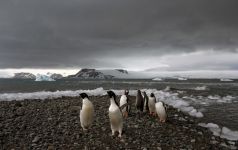 Təkliyi sevənlərin arzusu: Antarktidada həyat (FOTO)