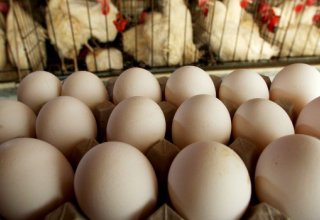 Иран запретил импорт  900 тыс. тонн куриных яиц