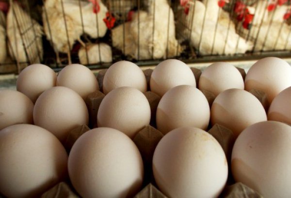 Iraq bans egg import from Iran following bird flu case reports
