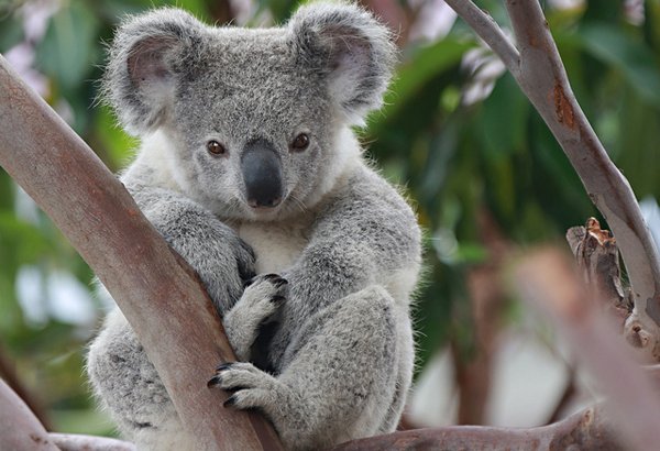 Ученые впервые расшифровали ДНК австралийских коал