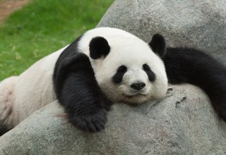 Власти Китая запретили фотографироваться с пандами и кормить их за деньги