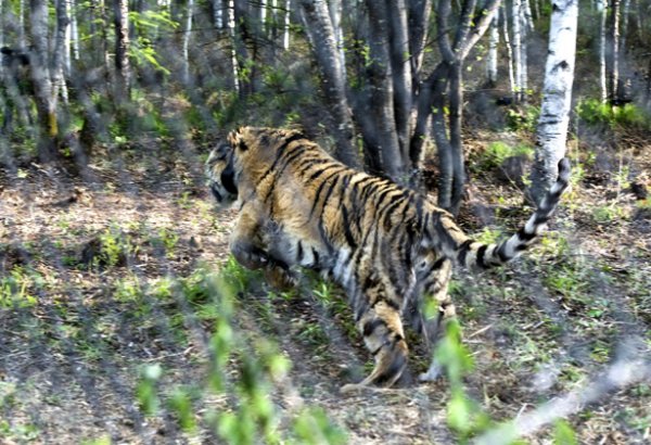 В Индии за нападение на людей убили вторую за неделю тигрицу