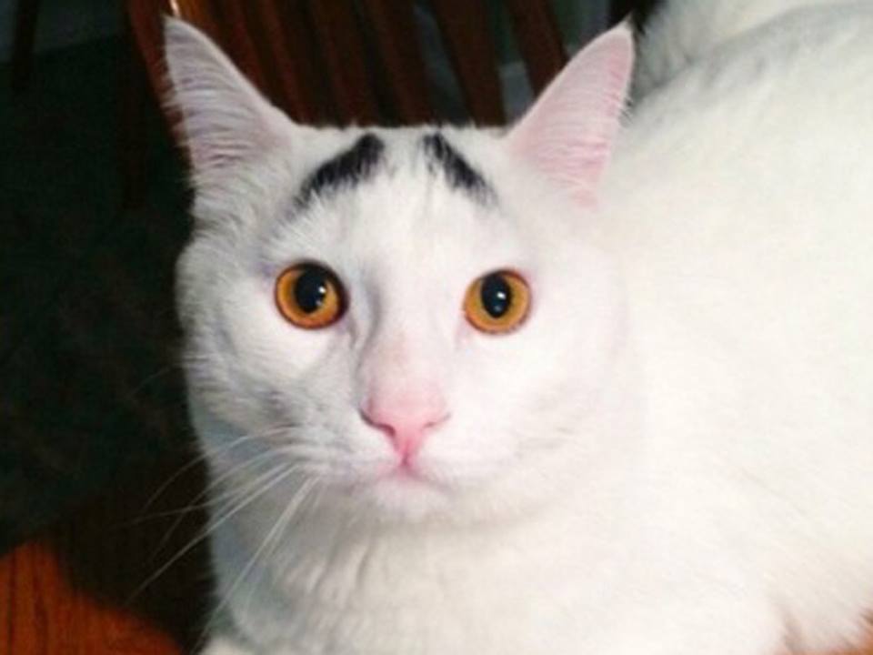 В Китае скоро может появиться на свет клонированный котенок