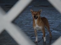 One day in Azerbaijan's Animal Rescue Center in Baku - (PHOTOS)