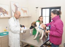 В Азербайджане функционирует Центр, где созданы все условия для проживания и лечения животных (ФОТО, ВИДЕО)