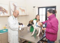 Animal housing and treatment center operates in Azerbaijan (PHOTO,VIDEO)