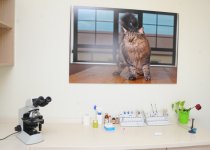 Animal housing and treatment center operates in Azerbaijan (PHOTO,VIDEO)