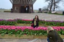 Волшебная страна тюльпанов в Амстердаме - лучше один раз увидеть! (ФОТО)