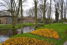 Волшебная страна тюльпанов в Амстердаме - лучше один раз увидеть! (ФОТО)