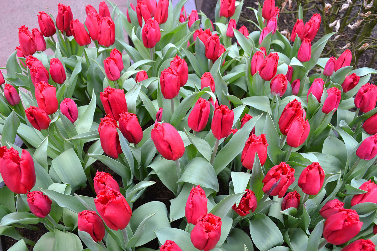 Dutch company eyes to grow tulips in Uzbekistan