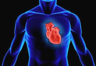 Ученые нашли главную причину отказа сердца