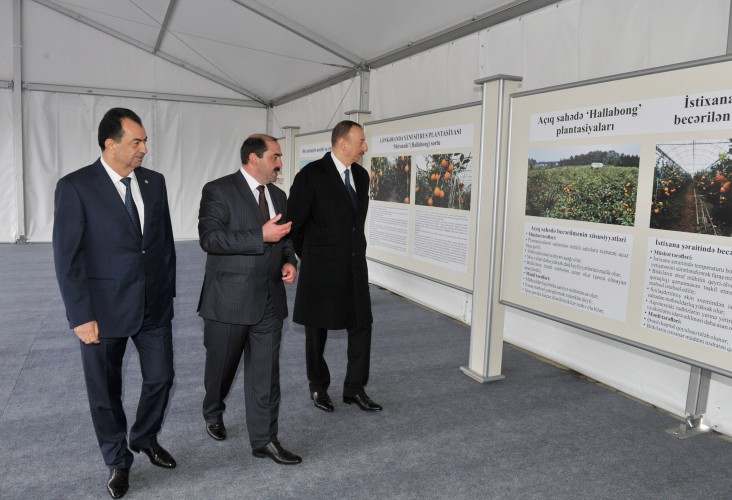 President Ilham Aliyev reviewed newly-created “Gilan agro-citrus” farm
