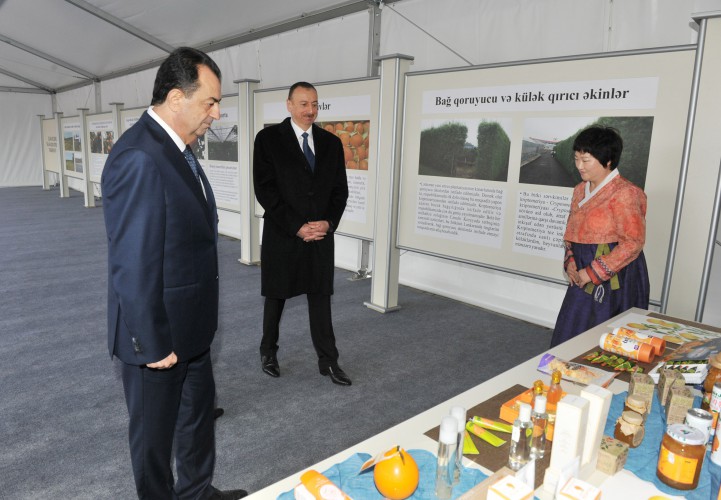 Ильхам Алиев ознакомился с новосозданным хозяйством “Gilan aqro-sitrus” в Лянкяране (ФОТО)