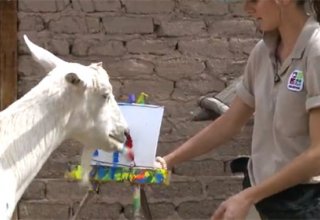 Amerikada keçiyə şəkil çəkməyi öyrədiblər (VİDEO)