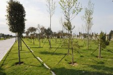 Leyla Əliyeva “Yaşıl Marafon” layihəsi çərçivəsində bir milyonuncu ağacı əkdi (FOTO)