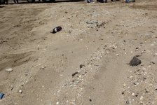 IDEA провела акцию по очистке на одном из бакинских пляжей (ФОТО)