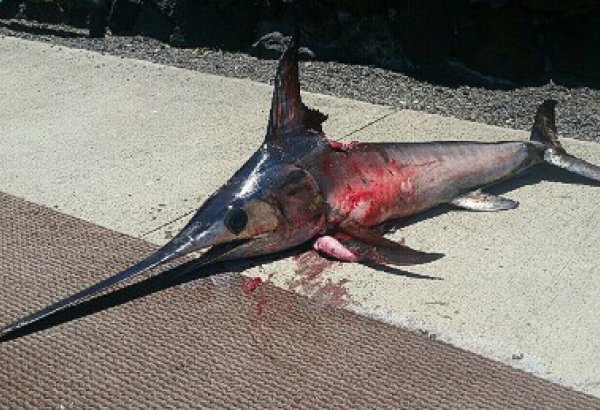 Balıq gəmi kapitanını öldürdü (FOTO)
