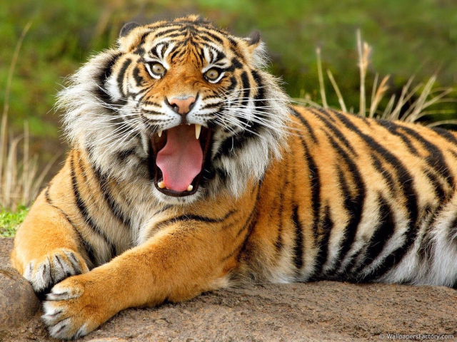 Сотрудница зоопарка Новой Зеландии погибла после нападения тигра - СМИ
