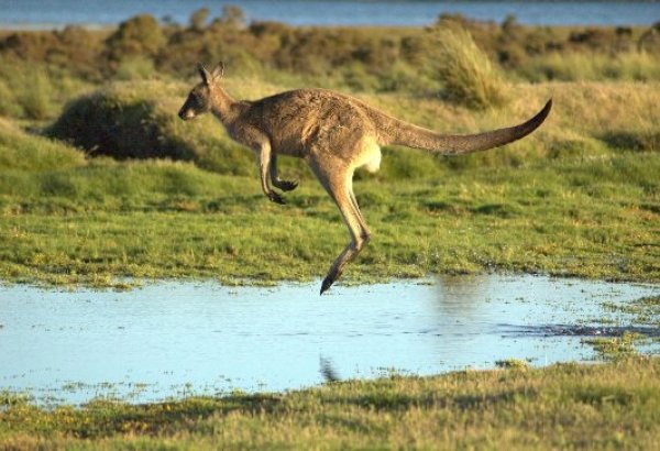 Ради новой дороги предложили убить сотни кенгуру