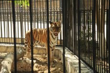 Leyla Əliyevanın təşəbbüsü ilə Bakı Zooloji Parkında yeni qəfəs quraşdırılıb (FOTO)