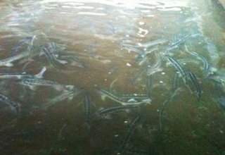 Mingəçevir su anbarında balıqların ölüm səbəbi açıqlanıb