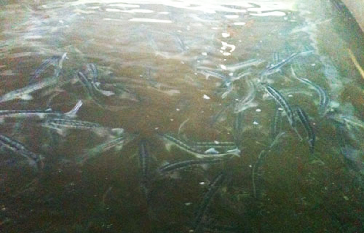 Mingəçevir su anbarında balıqların ölüm səbəbi açıqlanıb