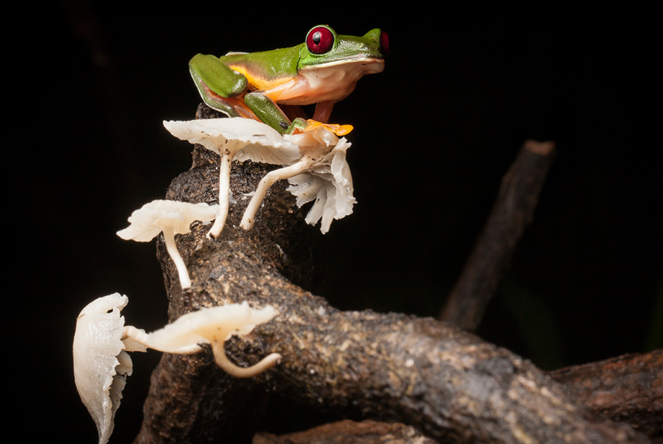 Frogs regrow amputated legs after treatment with a chemical cocktail
