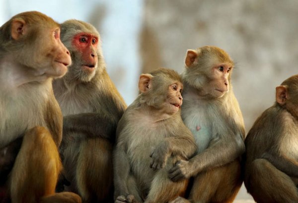 Ученые впервые объединили мозг трех обезьян в "локальную сеть"