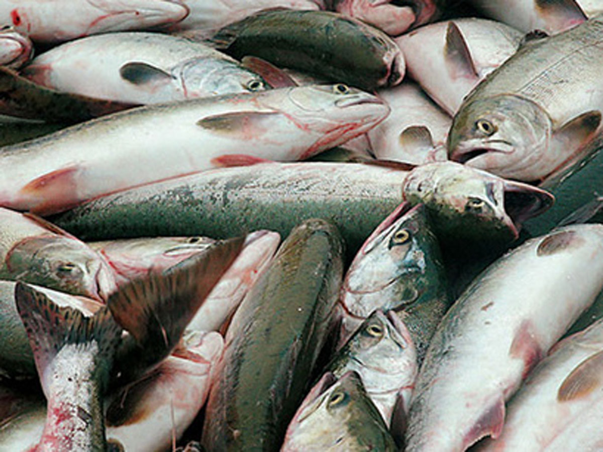 Россия будет поставлять в Иран рыбную продукцию