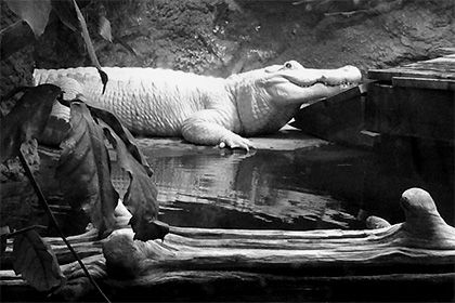 Zooparkda nadir ağ timsah öldü (FOTO)