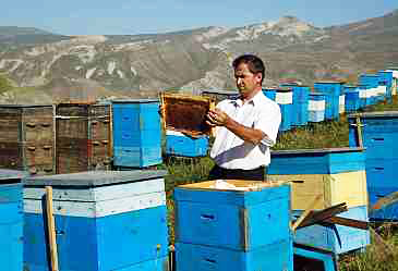 Azerbaijan approves procedure for granting subsidies to beekeepers