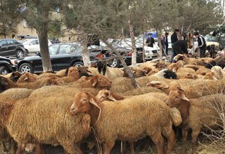 В Баку наложены штрафы за незаконную продажу мяса в дни Гурбан байрамы