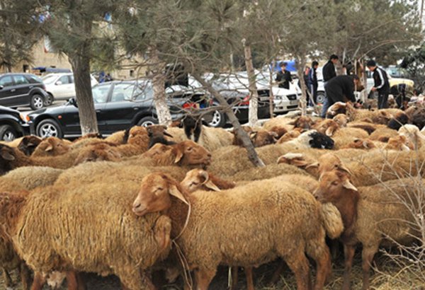 На Гурбан байрамы в Баку будут продаваться жертвенные животные по низкой цене