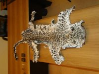 IDEA выражает серьезную обеспокоенность убийством леопарда, находящегося на грани исчезновения в Азербайджане (ФОТО) - Gallery Thumbnail