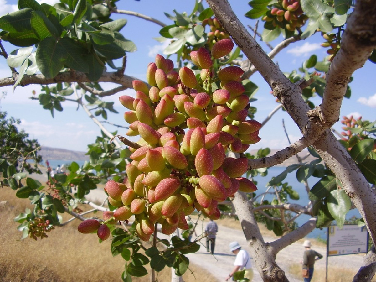 Turkmenistan considering possibility of growing pistachios