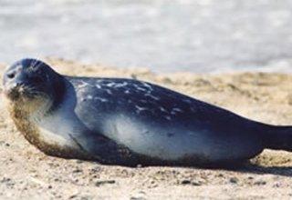 Каспийским тюленям вновь грозит опасность - минэкологии