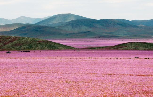 Самая засушливая пустыня в мире зацвела