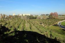 Gəncədə rəmzi məna daşıyan 23 xan çinar ağacı əkilib (FOTO)