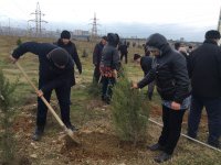 В рамках проекта IDEA в Баку посажены 1500 деревьев (ФОТО)