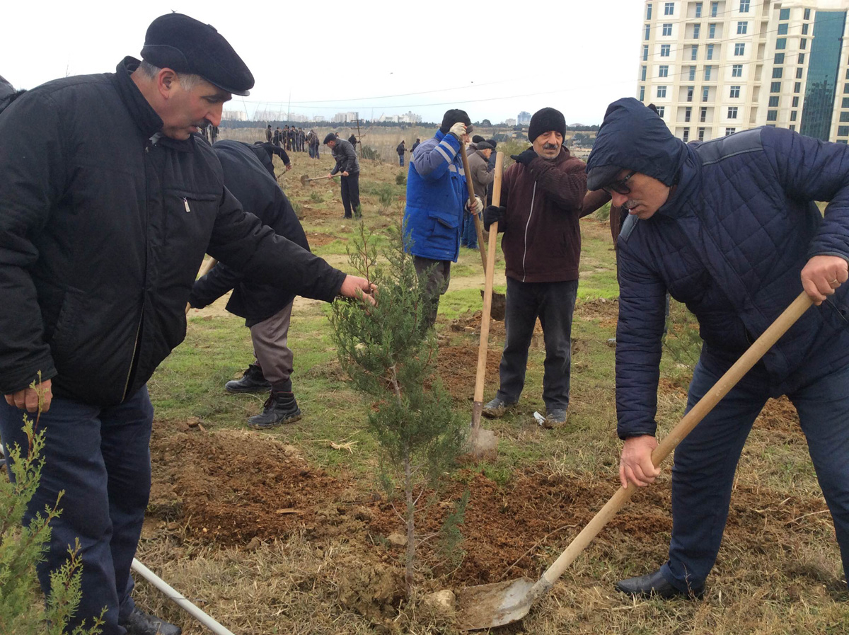 В рамках проекта IDEA в Баку посажены 1500 деревьев (ФОТО)