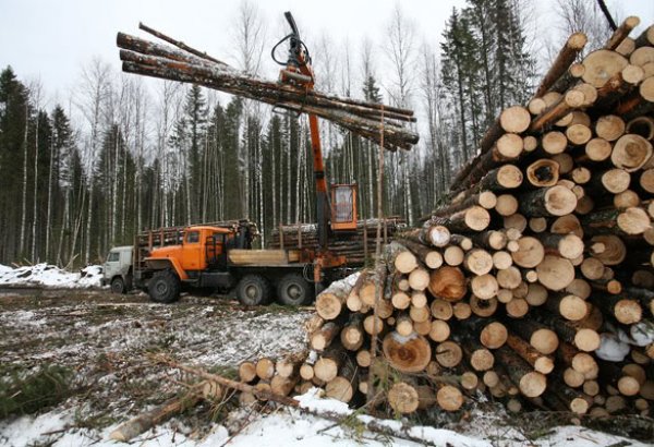 Совфед предложил установить временное эмбарго на вывоз леса из России