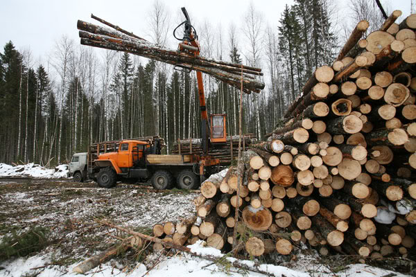 Беларусь утвердила развитие лесного хозяйства на 2016 год