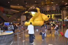 Впервые во Вьетнаме: Медведь в аэропорту Дохи за $6,5 млн (ФОТО, часть 11) - Gallery Thumbnail