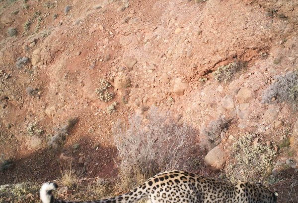 В Нахчыване сделаны снимки еще одного леопарда