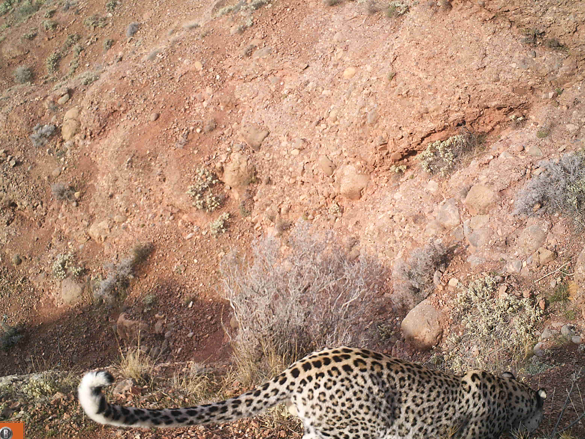 В Нахчыване сделаны снимки еще одного леопарда